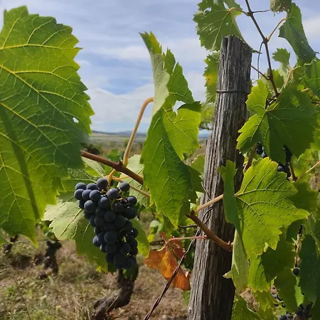 Coccinelle 度假居 *