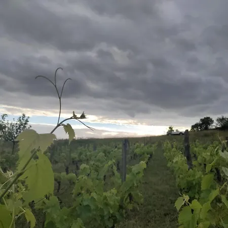 Coccinelle 度假居 Yronde-et-Buron